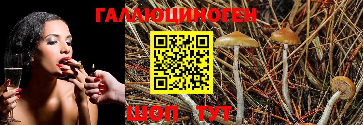 продажа наркотиков  Вход с VPN  Советская Гавань  Псилоцибиновые грибы Psilocybe 